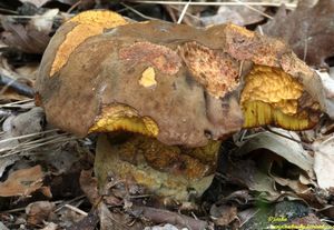 Klikni pro velký obrázek