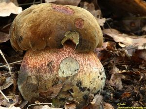 Klikni pro velký obrázek