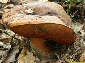 Klikni pro velký obrázek