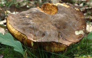 Klikni pro velký obrázek