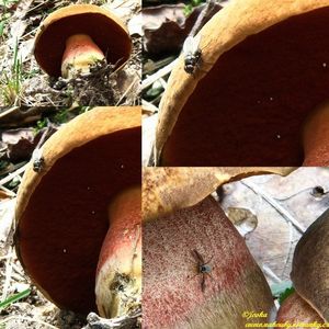 Klikni pro velký obrázek