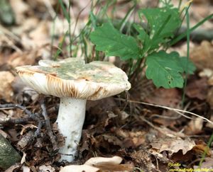 Klikni pro velký obrázek