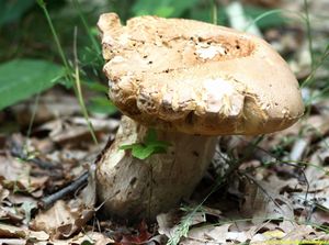 Klikni pro velký obrázek