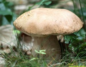 Klikni pro velký obrázek