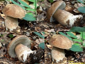 Klikni pro velký obrázek