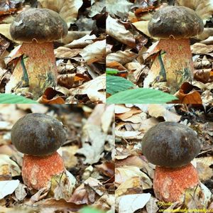 Klikni pro velký obrázek