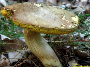 Klikni pro velký obrázek