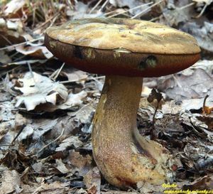 Klikni pro velký obrázek