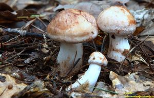 Klikni pro velký obrázek