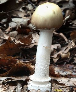 Muchomůrka tygrovaná - Amanita pantherina