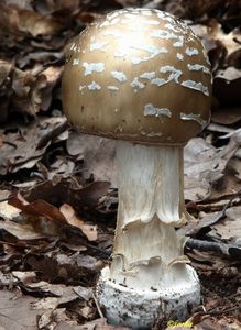 Muchomůrka tygrovaná - Amanita pantherina