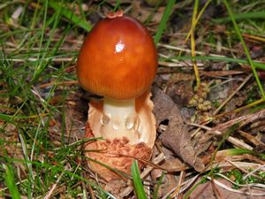 Muchomůrka plavá - Amanita fulva  Fr. 1815