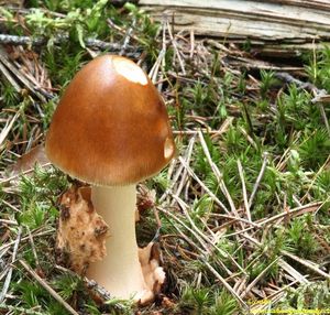 Muchomůrka plavá - Amanita fulva  Fr. 1815