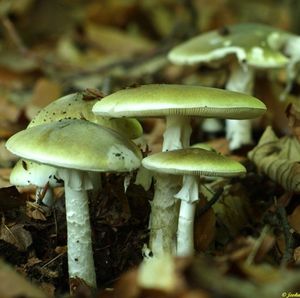 Muchomůrka zelená - Amanita phalloides