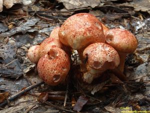 Pavučinec červenošupinný - Cortinarius (Leprocybe) bolaris (Pers.) Fr.