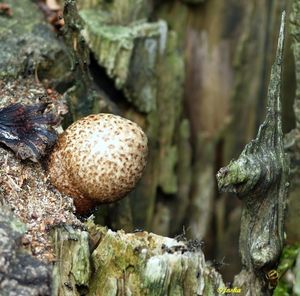 Kukmák bělovlnný - Volvariella bombycina