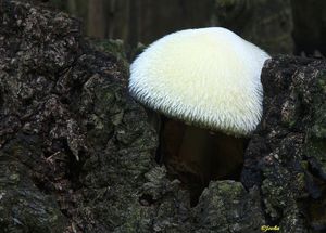 Kukmák bělovlnný - Volvariella bombycina