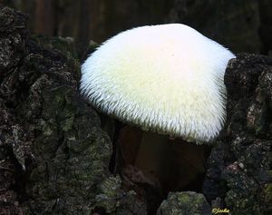 Kukmák bělovlnný - Volvariella bombycina