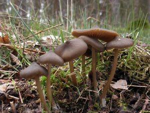 Závojenka jarní - Entoloma vernum S. Lundell 1937