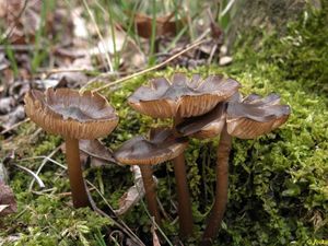 Závojenka jarní - Entoloma vernum S. Lundell 1937