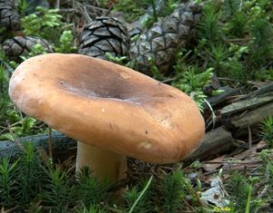 Ryzec syrovinka - Lactarius volemus (Fr.) Fr. 1838