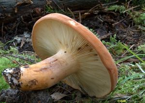 Ryzec syrovinka - Lactarius volemus (Fr.) Fr. 1838
