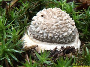 Muchomůrka ježohlavá - Amanita echinocephala (Vittad.) Quél. 1872