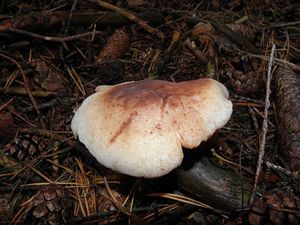 Penízovka skvrnitá - Collybia maculata