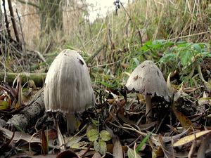 Hnojník inkoustový - Coprinus atramentarius ( Bull. ) Fr.