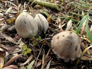 Hnojník inkoustový - Coprinus atramentarius ( Bull. ) Fr.