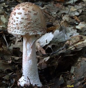 Muchomůrka růžovka - Amanita rubescens Pers. 1797