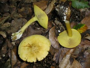 Klikni pro velký obrázek