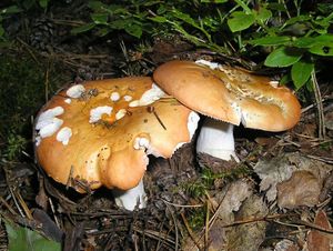 Holubinka odbarvená - Russula decolorans (Fr.) Fr. 1838