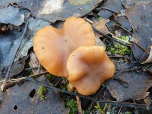 Klikni pro velký obrázek