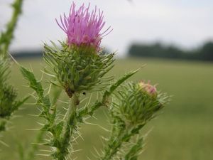 Bodlák obecný (Carduus acanthoides)