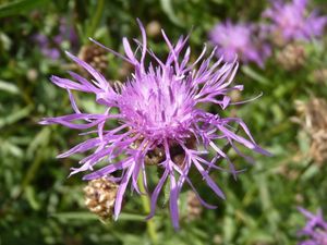 Chrpa luční (Centaurea jacea)