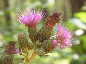 Pcháč bahenní (Cirsium palustre)