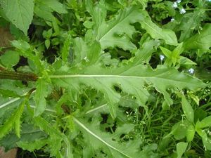 Pcháč rolní /oset/ (Cirsium arvense)