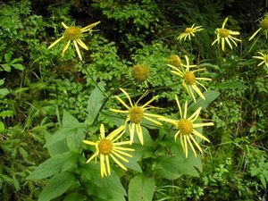 Kamzičník rakouský (Doronicum austriacum)