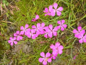 Hvozdík kropenatý (Dianthus deltoides L.)