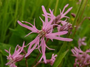 Kohoutek luční (Lychnis flos - cuculi)