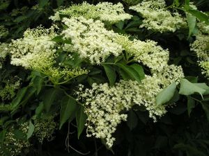 Bez černý (Sambucus nigra)