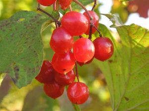 Kalina obecná (Viburnum opulus)