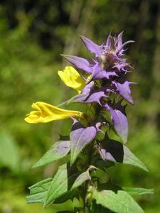 Černýš hajní (Melampyrum  nemorosum L.)