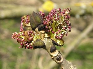 Jasan ztepilý (Fraxinus excelsior)