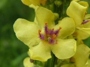 Divizna černá (Verbascum nigrum)