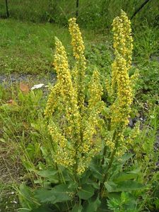 Divizna černá (Verbascum nigrum)