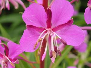 Vrbka (vrbovka) úzkolistá (Epilobium  angustifolium)