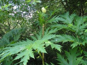 Bolševník velkolepý (Heracleum mantegazzianum)