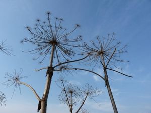 Bolševník velkolepý (Heracleum mantegazzianum)